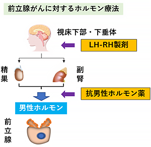内分泌治療（ホルモン療法）