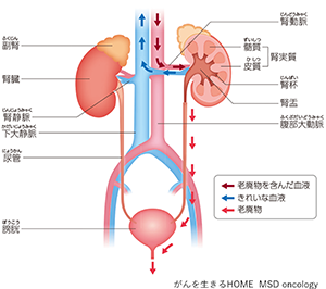 腎臓とは？