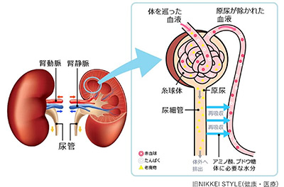 腎臓の働き