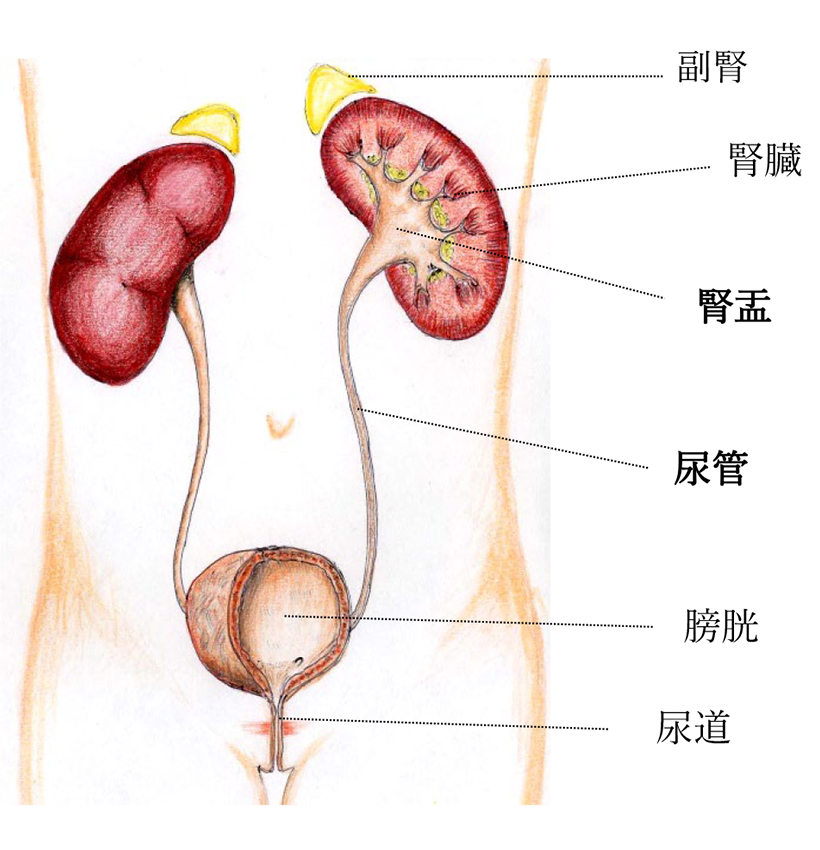 【図1】腎盂と尿管