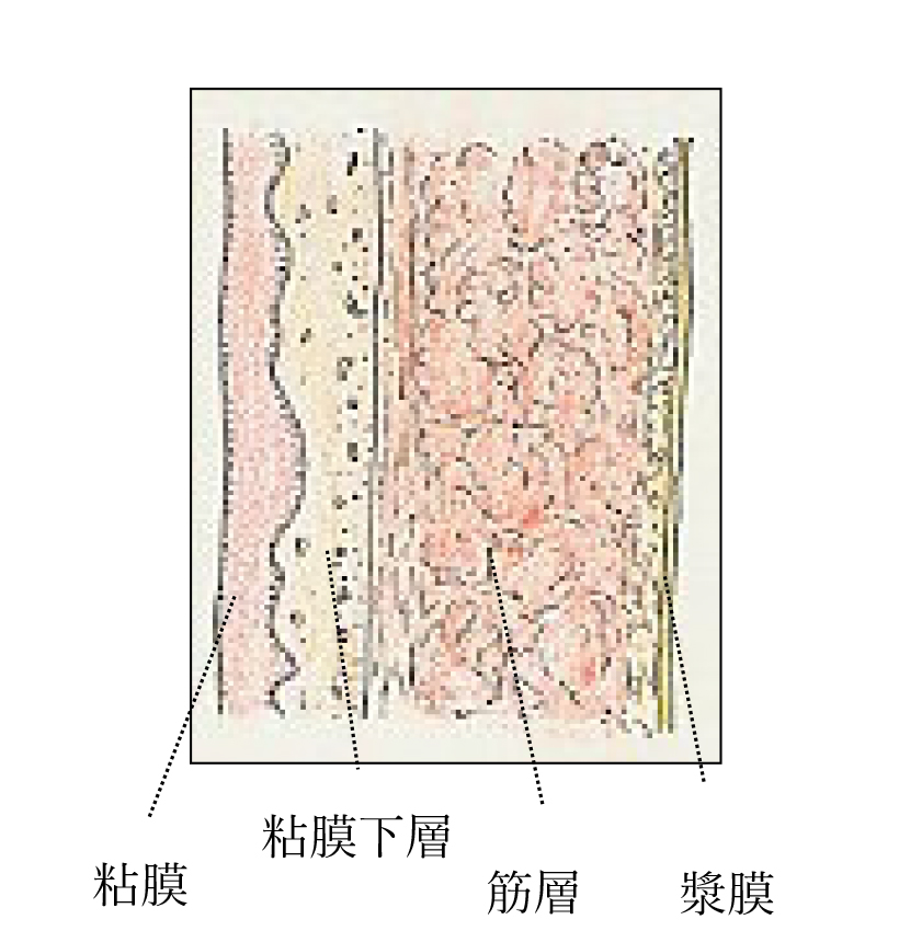 【図2】腎盂・尿管の壁（断面）